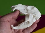 Bear Skull. Jointed Jaw. 10cm
