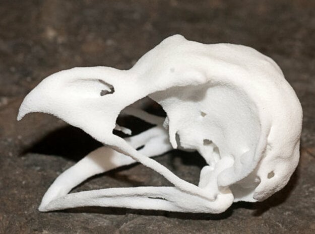 Great Horned Owl Skull