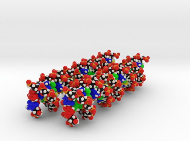 DNA Molecule Model Customized, 2 sequences