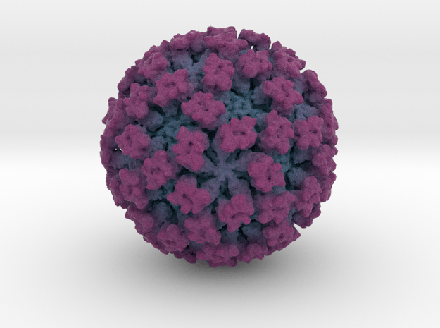 Feline Calicivirus radial colour 1Mx mag
