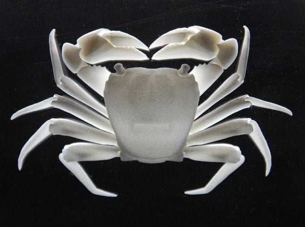 Articulated Crab (Pachygrapsus crassipes)