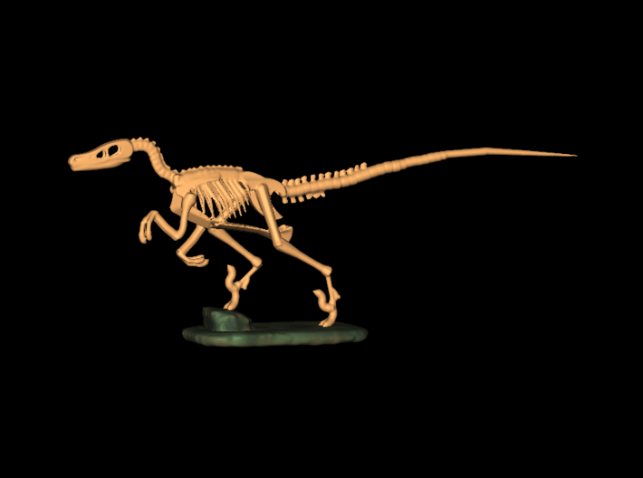 Dinosaurs Story Velociraptor Skeleton Full Color 3d printed