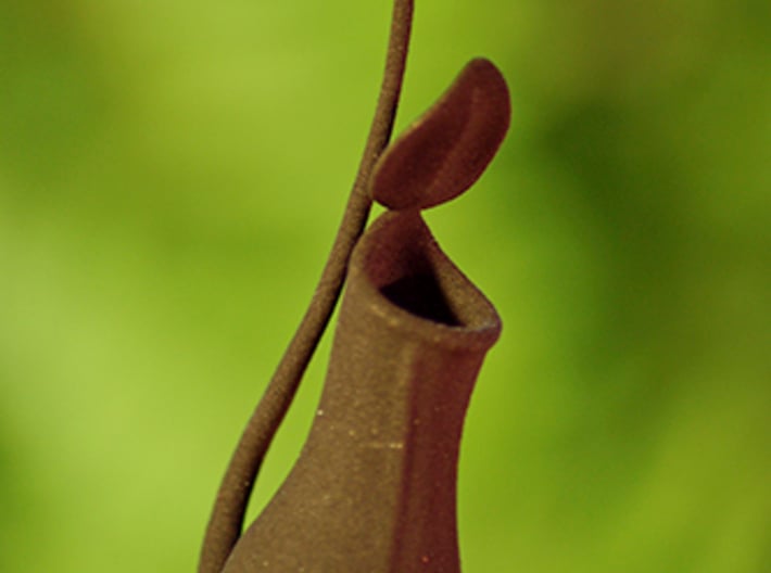 Pitcher Plant Nepenthes 3d printed