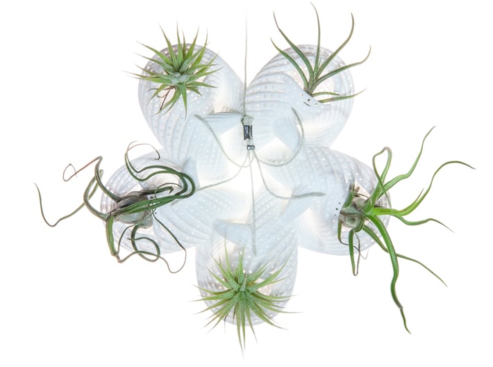 Bulbophyllum Astrum Planter 3d printed Tillandsia species: T. bulbosa, T. ionantha, and T. bandensis