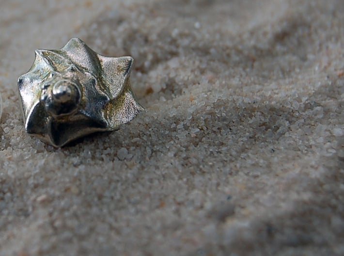A Little Sea Shell 3d printed