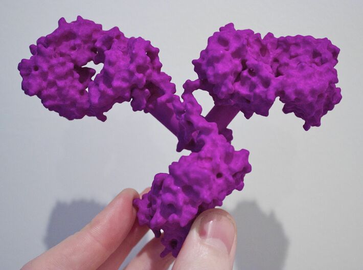 Antibody molecule 3d printed