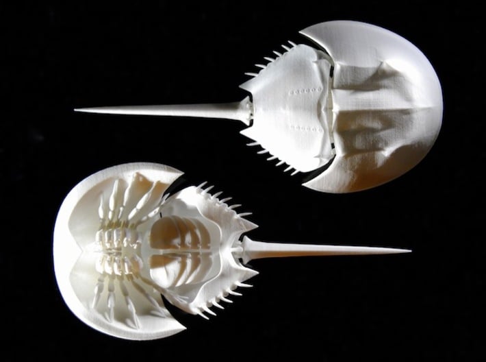 Articulated Horseshoe Crab (Limulus polyphemus) 3d printed