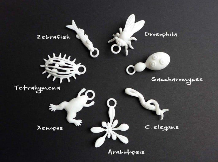 Saccharomyces Ornament - Science Gift 3d printed Model Organism ornaments