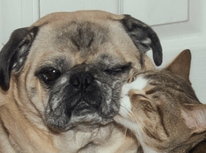 Affectionate Cat Kisses Aloof Pug 3d printed 