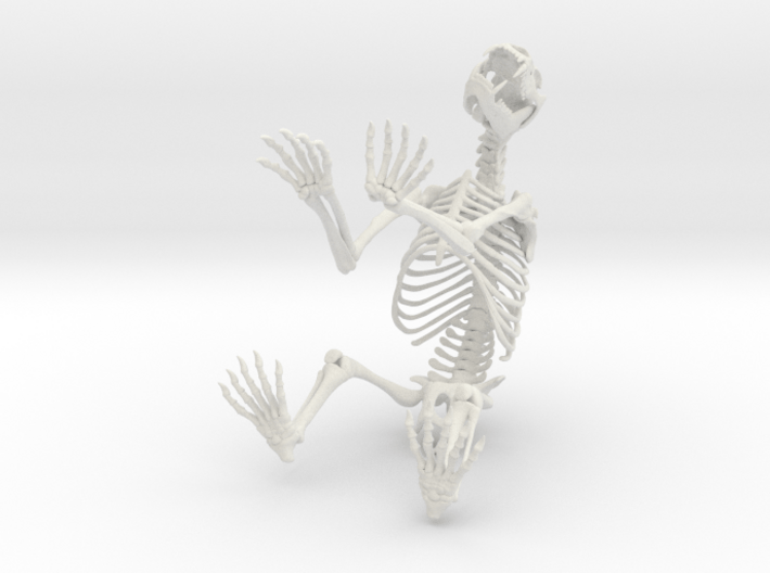 Nandi Bear Skeleton 3d printed 