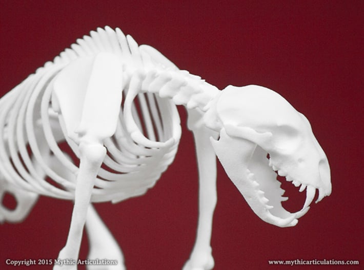 Nandi Bear Skeleton 3d printed 