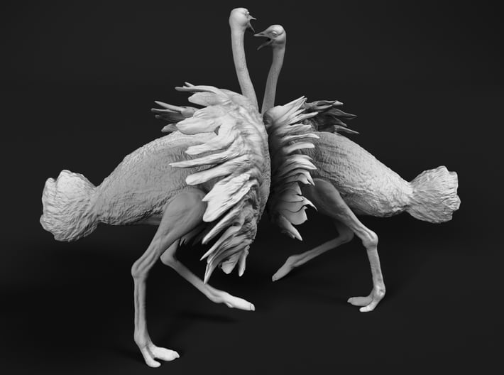 Ostrich 1:25 Fighting Pair 3d printed 