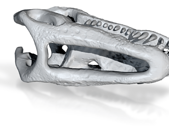 Crocodile Head Skeleton Pendant [30mm] 3d printed