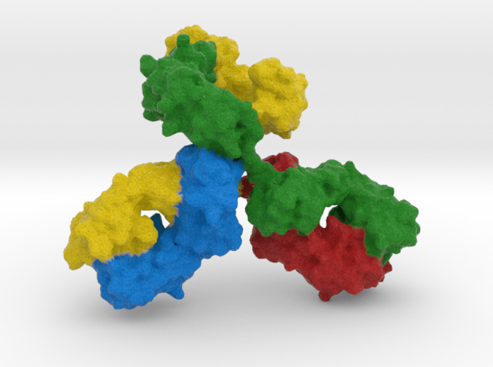 Immunoglobulin Antibody 3d printed 