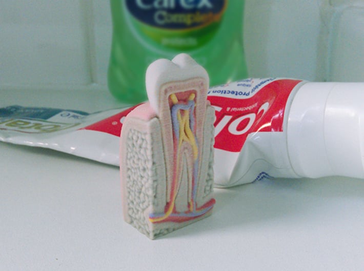 Keep 'em clean Tooth Model 3d printed 