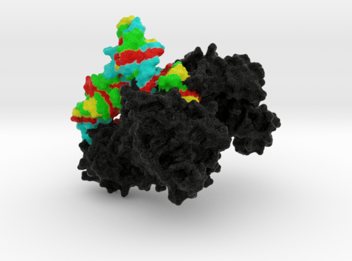Threonyl-TRNA Synthetase Complexed with TRNA 3d printed
