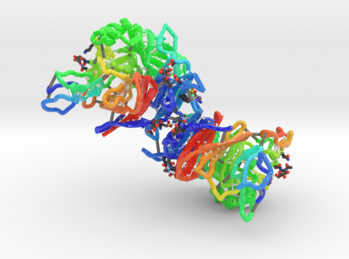 Measles Hemagglutinin bound CD46 Receptor (Large) 3d printed