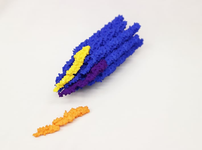 Flagella Base Model 3d printed The flagella base is intended to work with the flagella monomer to demonstrate macromolecular assembly.