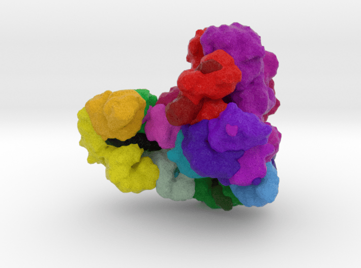 Anaphase-Promoting Complex (Cyclosome) 3d printed