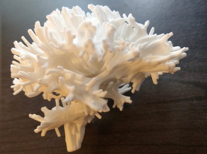 White Matter Tractography 3d printed 