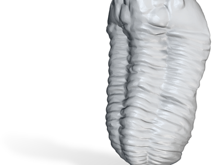 Calymene Trilobite 3d printed 