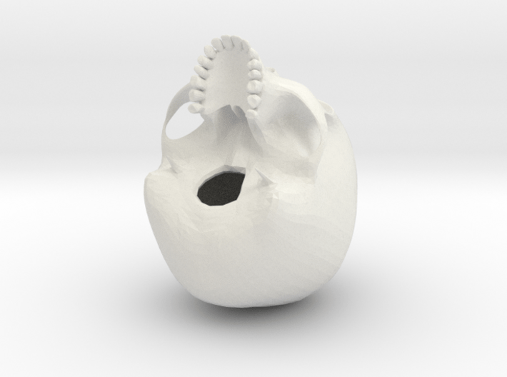 human skull 3d printed 