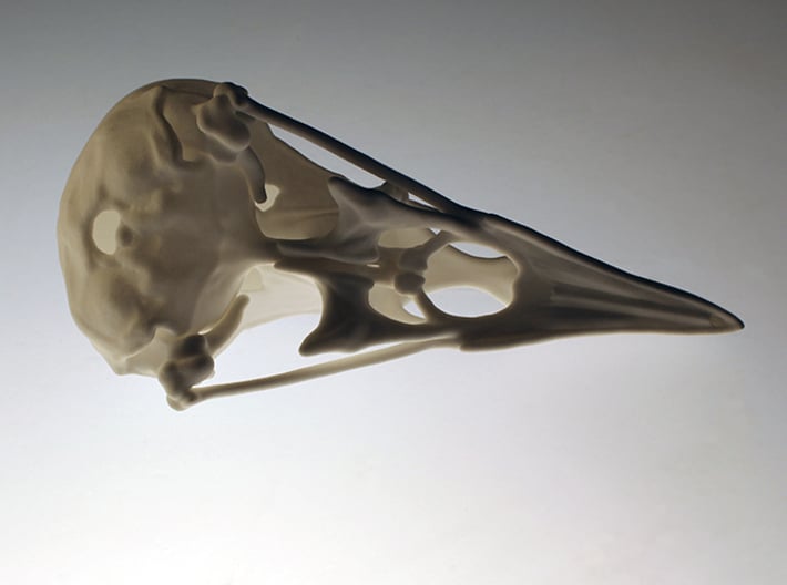 Bird Skull - Macro 3d printed 