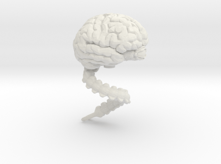 Brain, Large 3d printed