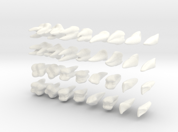 Teeth Set 3d printed