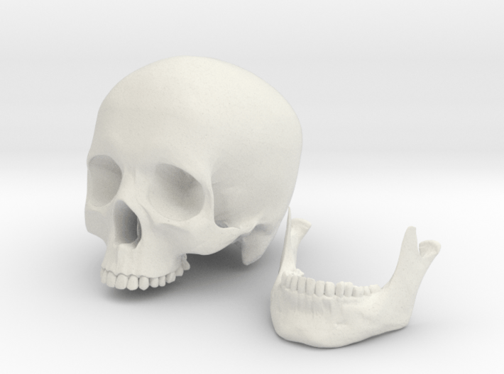 Human Skull scale 1/3 3d printed
