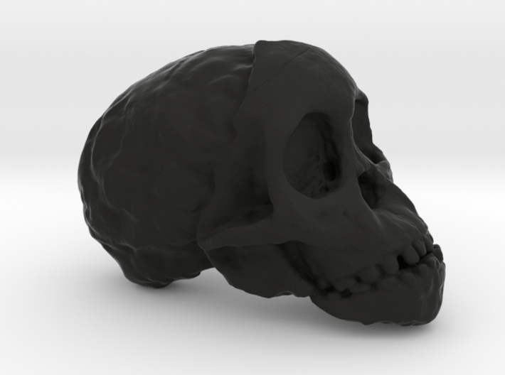 RadioLab Taung Child Skull Via Shootdigital 2014.0 3d printed