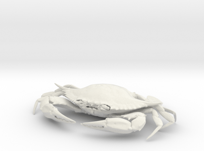 Female Blue Crab 3d printed 