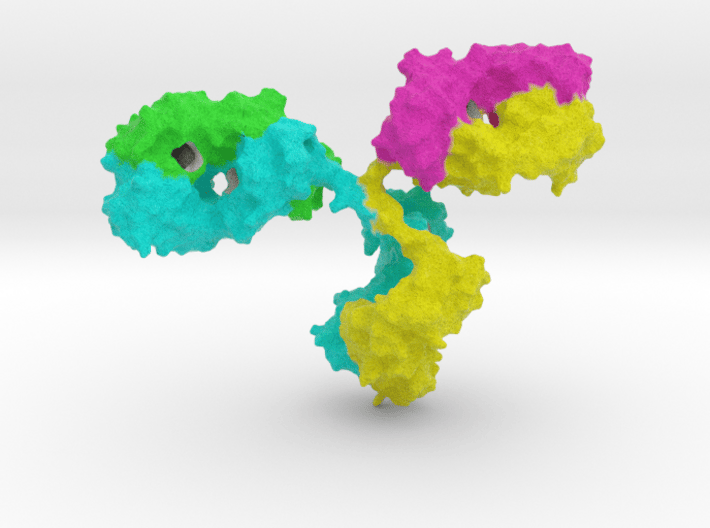 Immunoglobulin Antibody 3d printed 