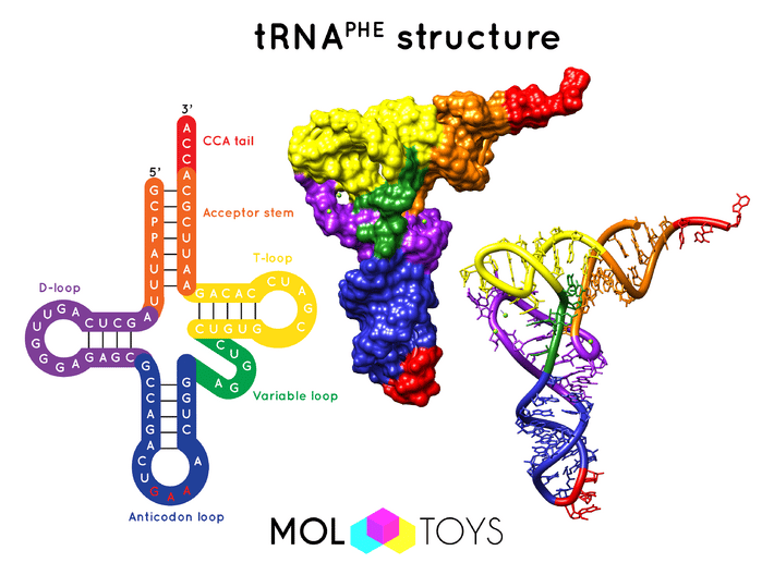 Transfer RNA - 10 Million X 3d printed Three structural representations of tRNA: cloverleaf structure, molecular surface and ribbon