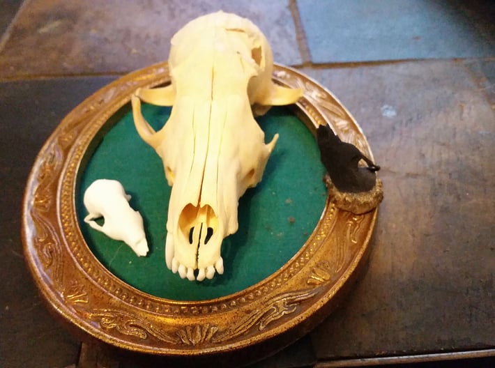 Fox Skull 3D Scan 3d printed 