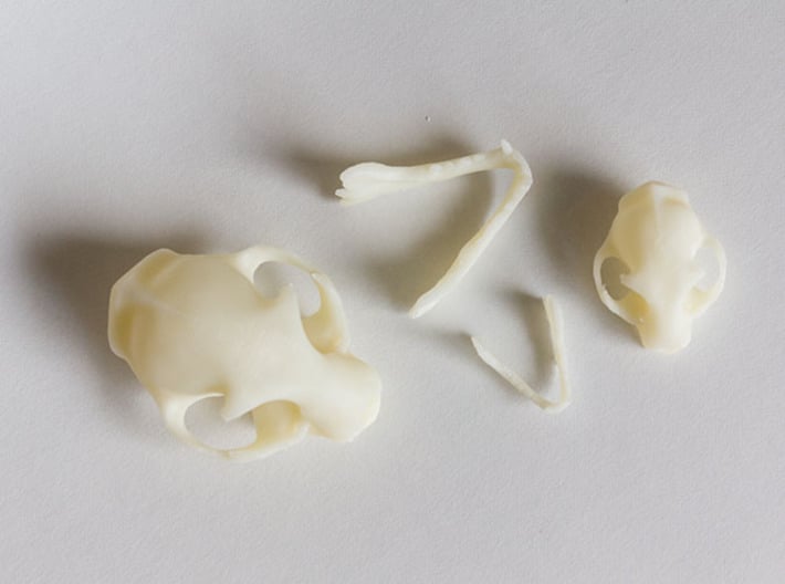 Mid-Sized Cat Skull Sculpture 3d printed View from above with parts separated