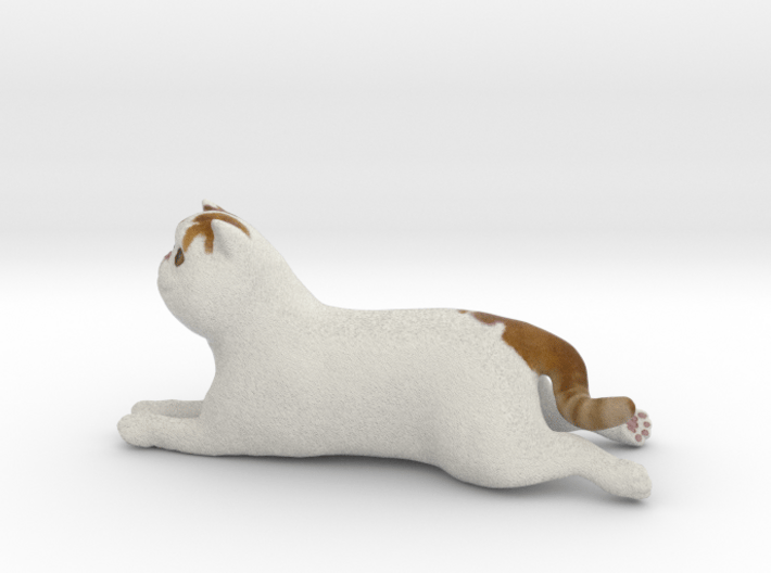 Laying Exotic Shorthair Cat 3d printed 