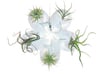 Bulbophyllum Astrum Planter 3d printed Tillandsia species: T. bulbosa, T. ionantha, and T. bandensis