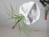 Radiolaria Papillae Planter 3d printed Tillandsia species: T. stricta