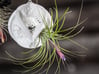 Radiolaria Papillae Planter 3d printed Tillandsia species: T. stricta