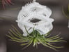 Radiolaria Vertebralia Planter 3d printed Tillandsia species: T. ionantha