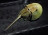 Articulated Horseshoe Crab (Limulus polyphemus) 3d printed shown painted with acrylics