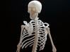 Skeleton 3d printed 