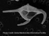 Ceratium Dinoflagellate Earrings 3d printed Ceratium dinoflagellate  SEM
