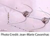 Ceratium Dinoflagellate Earrings 3d printed Ceratium dinoflagellates micrograph