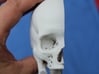 Half skull, half- size, created from CT scan data 3d printed Add a caption...