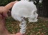 Half skull, half- size, created from CT scan data 3d printed Add a caption...