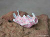 Halgerda batangas the Nudibranch 3d printed Hand Painted White Strong & Flexible Polished