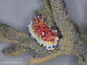 Woodi the Nudibranch 3d printed Hand Painted White Strong & Flexible Polished
