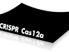 CRISPR-Cas12a Base 3d printed 